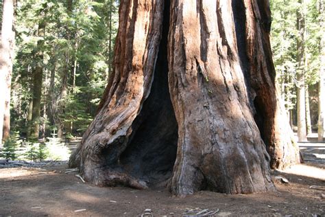 Giant Redwood Trees In California Free Stock Photo