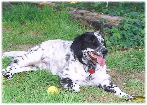 The English Setter A Guide For Owners Pethelpful