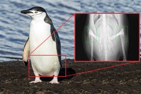 Do Penguins Have Knees Science Abc