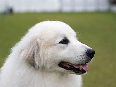 Pyrenean Mountain Dog Breeds A To Z The Kennel Club