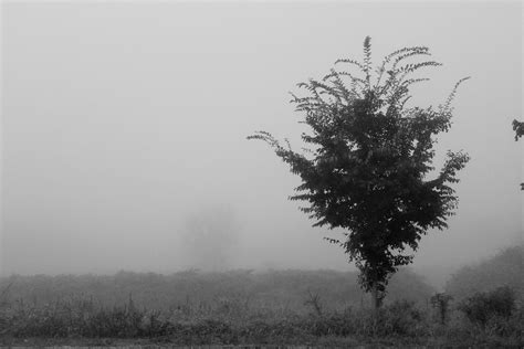 Foggy Morning Free Photo Download Freeimages