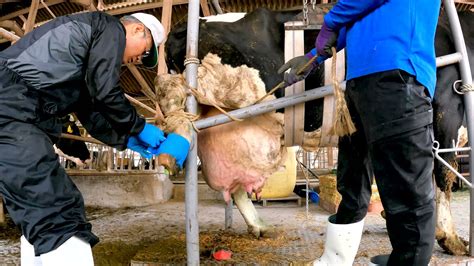 Examining The Lame Cow How To Lift A Cows Foot Cow Cleaning Foot Youtube