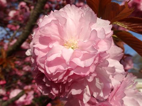 Love Joy And Peas Cherry Blossom Pom Pom Flower Photos And Haiku Poem