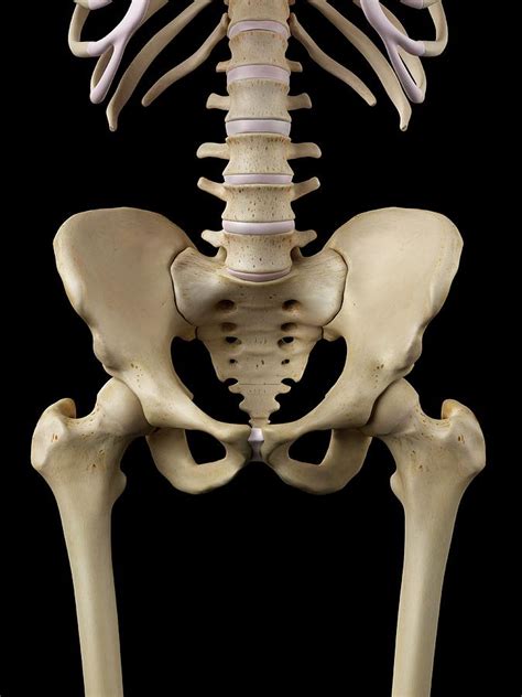 Human Hip Bone Photograph By Sciepro