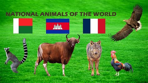 National Animals Of Countries Flag Of Countries And Their Names