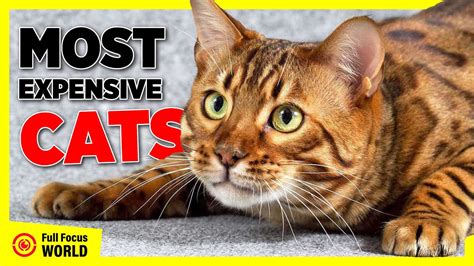 Top 10 Most Expensive Cats In The World 2023 Most Expensive Cat