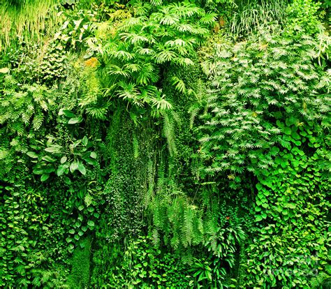 Tropical Plants Green Background Photograph By Michal Bednarek
