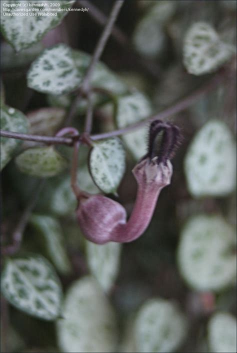 Plantfiles Pictures Ceropegia Species Rosary Vine String Of Hearts