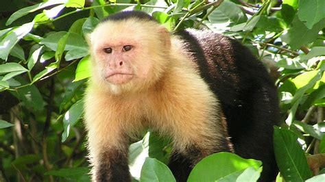 Wayward Capuchin Monkey Sent To A New Home To Find Friends Times Of