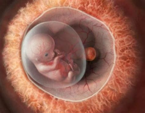 Etapas En El Desarrollo Embrionario Humano Vector Pre Vrogue Co