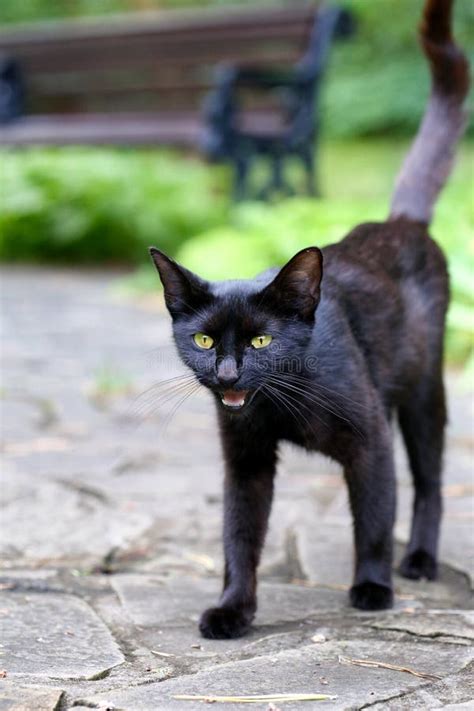 Black Cat On The Pavement With A Raised Tail Stock Image Image Of