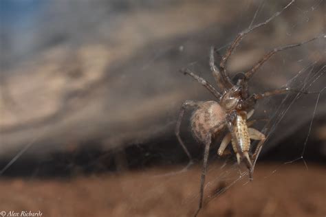 Barn Funnel Weaver Tegenaria Domestica Taken At My Home Flickr