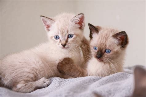 Kitten Holds Sibling Kitten Himalayana Polydactyl Immagine Stock