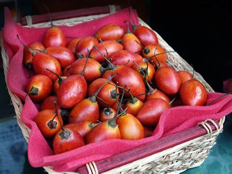 Tamarillo Culture Et Entretien De Larbre à Tomates