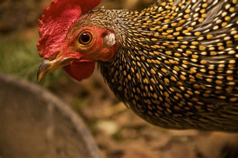 Grey Junglefowl Housing And Care Backyard Chickens Learn How To