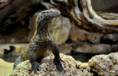 The komodo dragon (varanus komodoensis), also known as the komodo monitor, is a species of lizard found in the indonesian islands of komodo, rinca, flores, and gili motang. Draghi di Komodo, le "new entry" del Bioparco di Roma ...