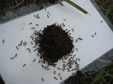 Images of What Do Fire Ants Look Like