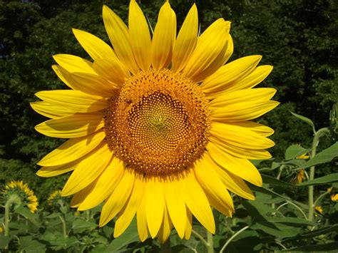 Sunflowers