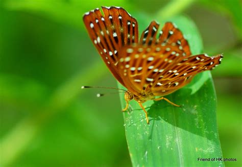 Photographic Wildlife Stories in UK/Hong Kong: Common Hong Kong Butterflies