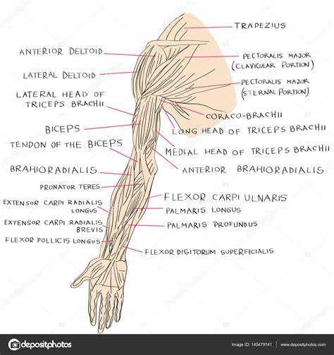 Muscles Of Forearm Photograph By Asklepios Medical Atlas Off