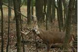 Images of Illinois Whitetail Hunting Outfitters