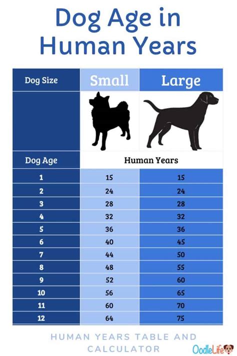Calculator Dog Years For Small Dogs Conversion Table And Best Dog To