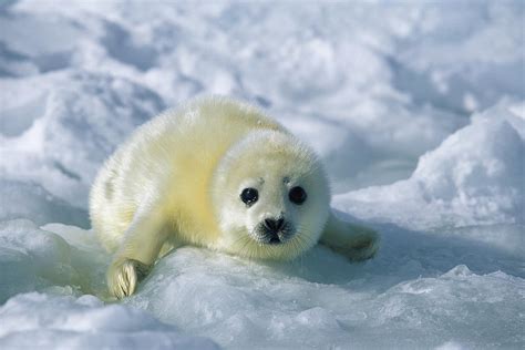 A Harp Seal Pup In A White Coat Stares Photograph By Norbert Rosing