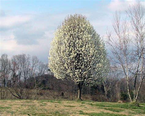 The Flowering Chanticleer Callery Pear Tree