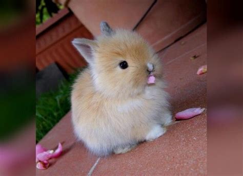 27 Unbelievably Cute Bunnies That Are Here To Help Get You Through The