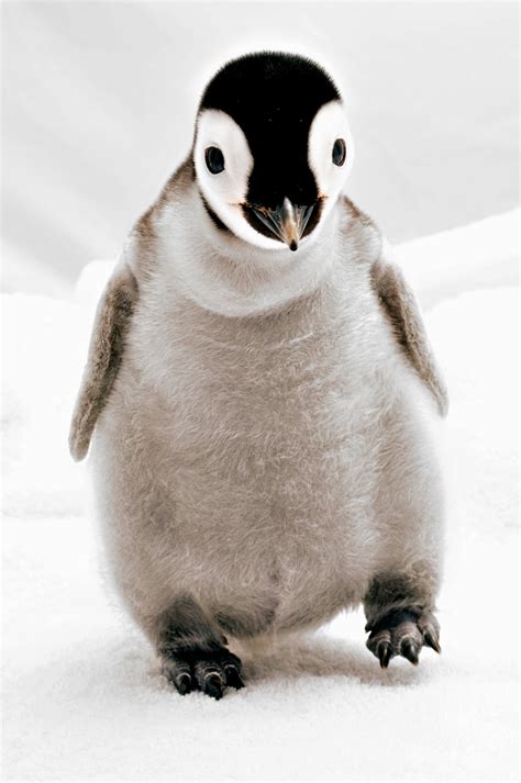 Cute Penguins Cute Mighty Pictures