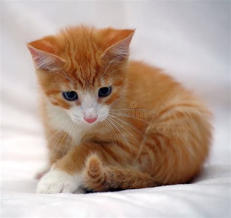 Cute Ginger Kitten With Blue Eyes Stock Image Image Of Attention