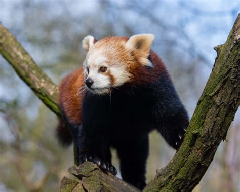 Red Panda Facts Diet Habitat And Pictures On Animaliabio