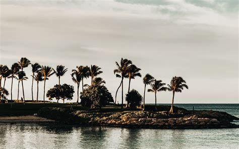 Download Wallpaper 3840x2400 Coast Sea Palm Trees Trees Landscape