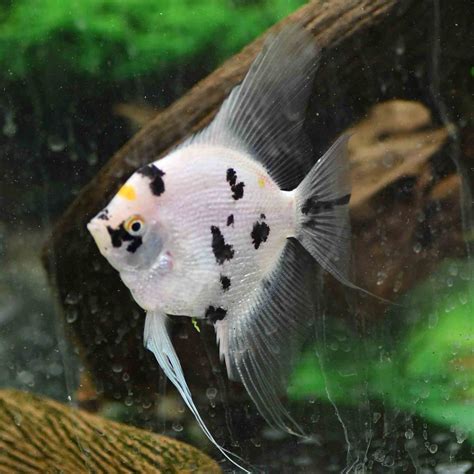 Gold Marble Pearlscale Angelfish Dalmatian Large 1500