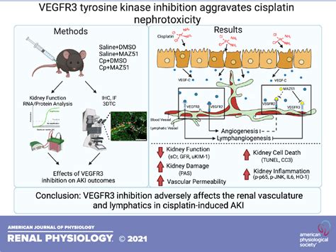 Vegfr3 Tyrosine Kinase Inhibition Aggravates Cisplatin Nephrotoxicity