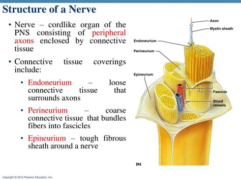 Ppt The Nervous System Chapter 12 13 And 14 Powerpoint Presentation