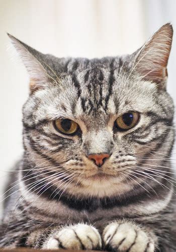 American Shorthair Cat Personality Characteristics And Care