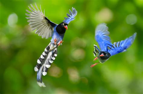 Free coloring sheets to print and download. Download Taiwan Blue Magpie coloring for free ...