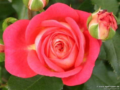 Buy Midsummer ® Floribunda Rose Agel Rosen