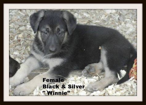 Akc German Shepherd Puppies For Sale In Hooversville Pennsylvania