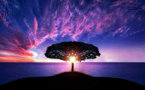 Imagem Gratuita Sol Meio árvore Pôr Do Sol Sobre O Oceano Roxo Céu