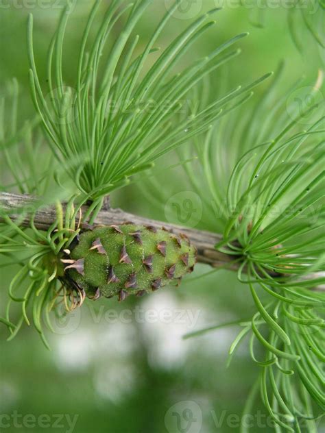 Young Larch Needles And Shoots The First Greens In Springgreen Pine