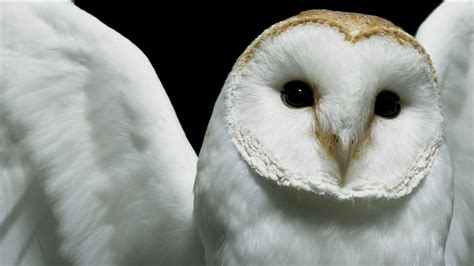 Barn Owl Full Hd Wallpaper And Background Image 1920x1080 Id161575