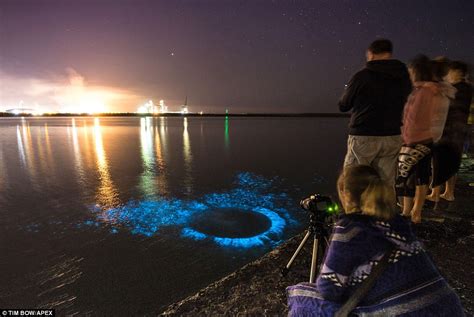 Bioluminescent Plankton Glowing Off The Welsh Coast Daily Mail Online