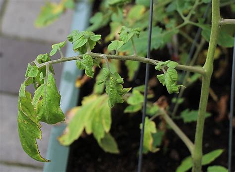 20 Common Tomato Plant Problems And How To Fix Them