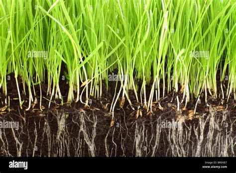 Grass Roots Cross Section Hi Res Stock Photography And Images Alamy