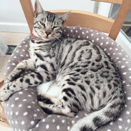 These monochromatic bengal cat exudes class and beauty, they come in 50 shades of grey too! Lost Cat Register search the UK for missing cats