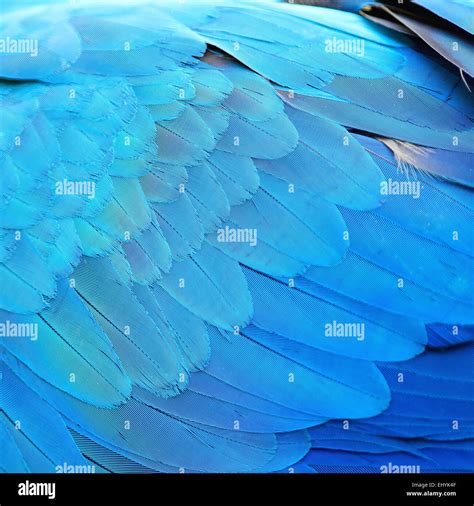 Bird Feather Texture