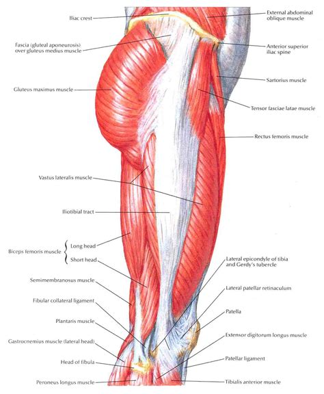 Hip Bursae Anatomy
