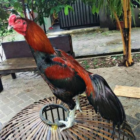 4 Teknik Melatih Ayam Bangkok Aduan Mutu Pemenang